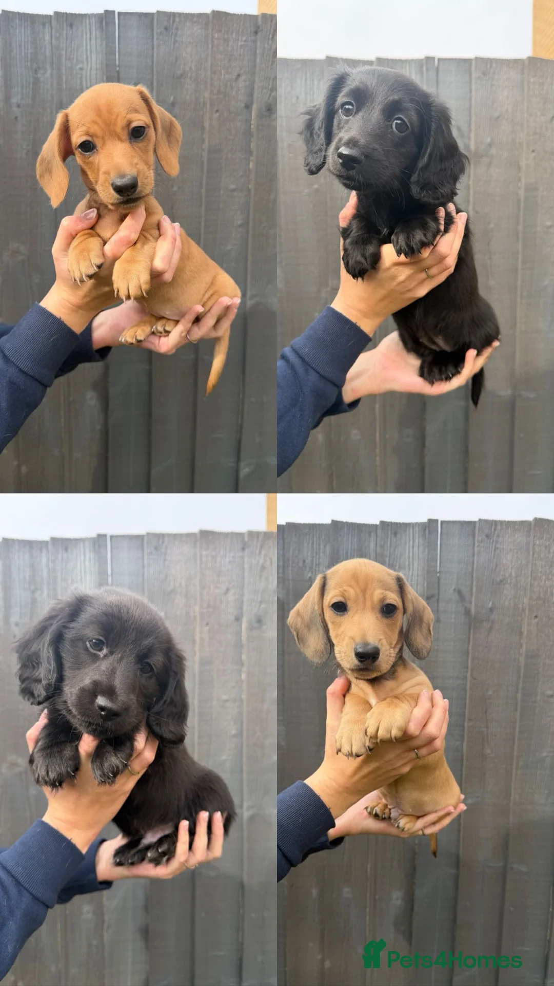 Miniature Dachshund dogs for sale: Beautiful Miniature Dachshund Puppies - Advert 1