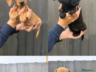 Miniature Dachshund dogs Beautiful Miniature Dachshund Puppies - Advert 1