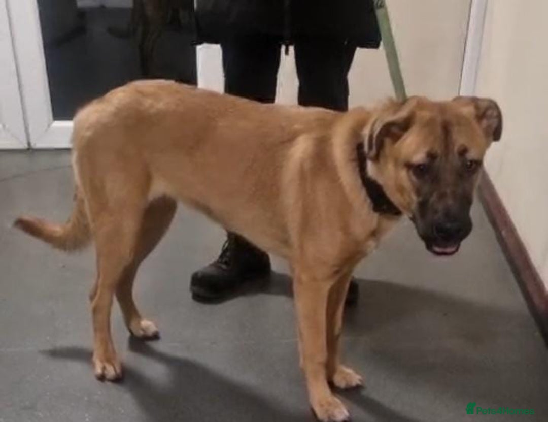 Mixed Breed dogs for sale: 7 month german shepherd X dogue de bordeaux  - Advert 2