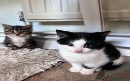 Bengal cats for sale: Bengal X kittens - Image 13