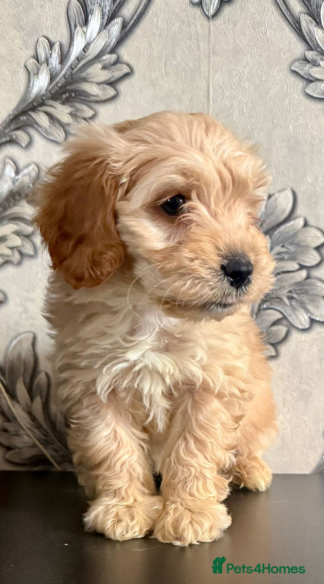 Cockapoo dogs One boy left  - Advert 11