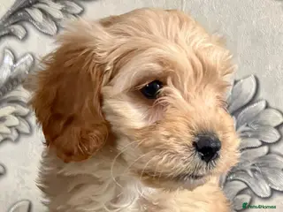 Cockapoo dogs One boy left - Advert 11