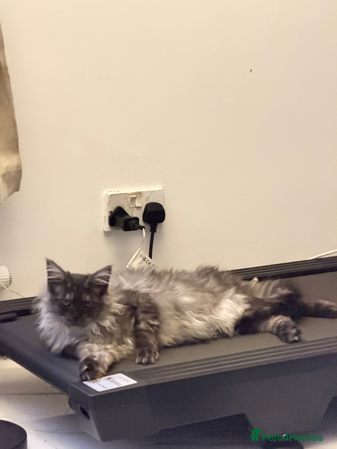 Maine Coon cats for sale: Active registered large maincoon female - Advert 2