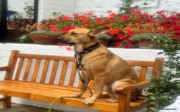 Mixed Breed dogs for adoption: Yogi (Shepherd mix) in Musselburgh - Image 3
