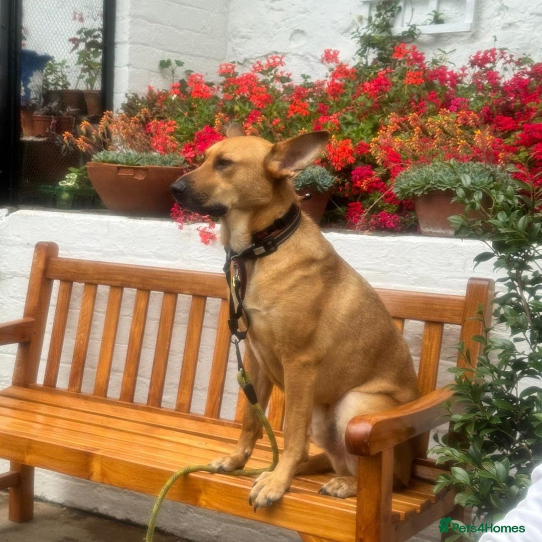 Mixed Breed dogs for adoption: Yogi (Shepherd mix) in Musselburgh - Image 3