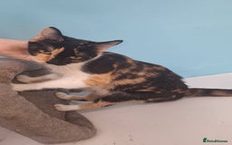 Domestic Shorthair cats for sale: Gorgeous kittens  - Image 3