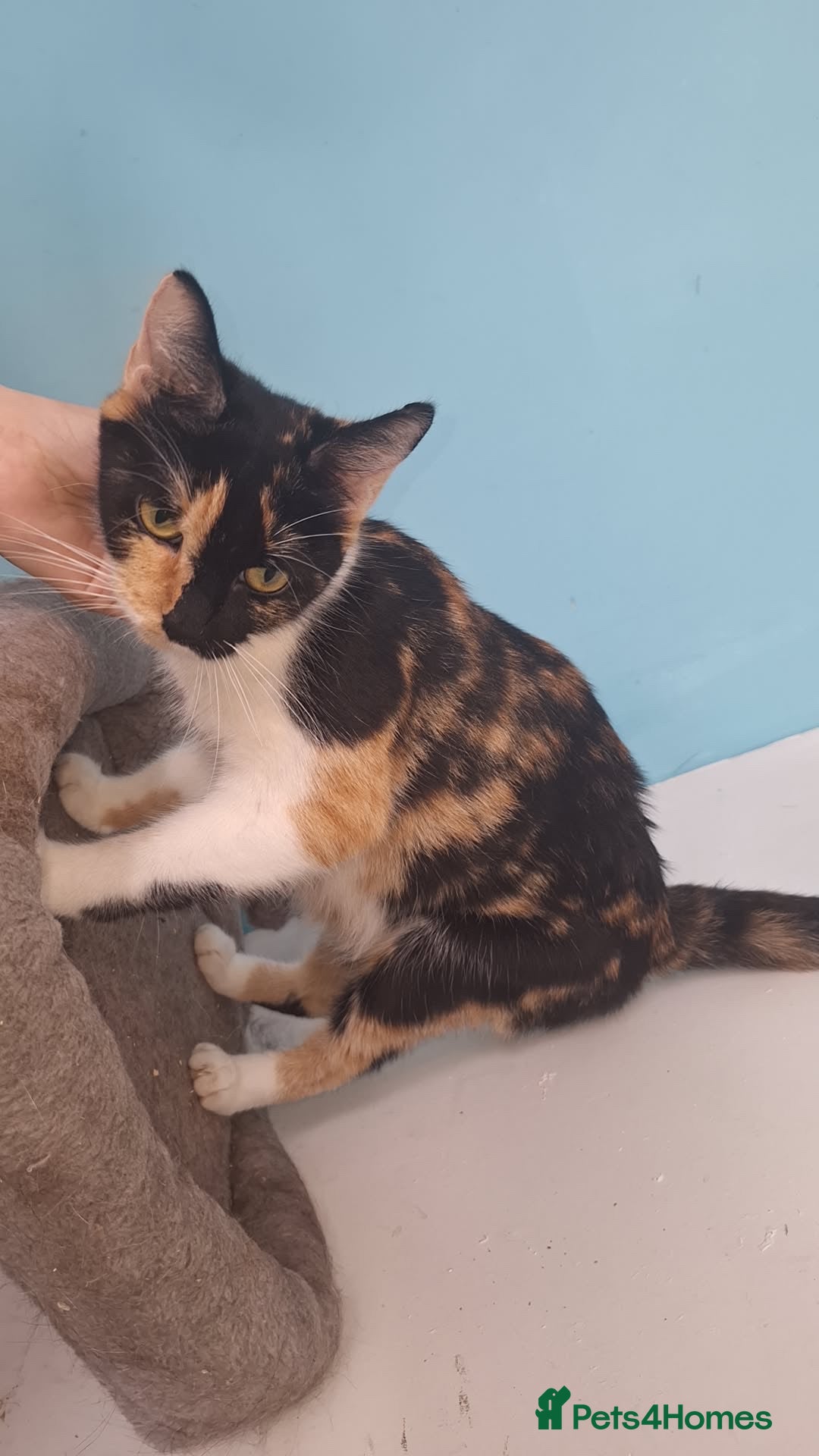 Domestic Shorthair cats for sale: Gorgeous kittens  - Image 3
