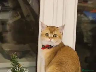 Scottish Fold cats Pedigree Golden chinchilla, TICA registered - Advert 1