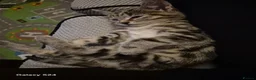 Mixed Breed cats for sale: Last Little Kitten Looking for His Forever Home  - Advert 13