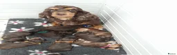 Cocker Spaniel dogs for sale: ❤️ 🐶Beautiful Show Type Cocker Puppies🐶❤️  - Advert 2