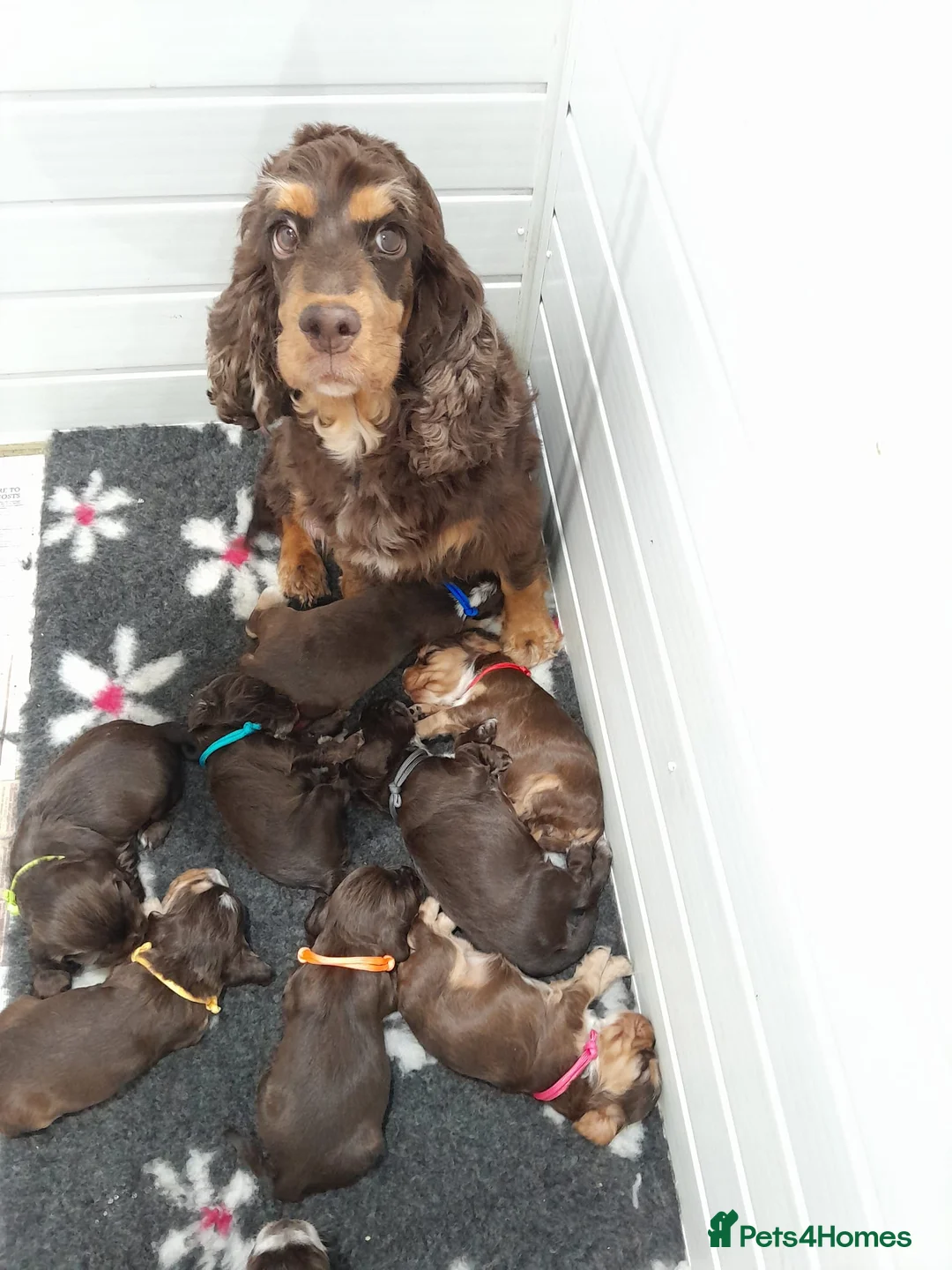 Cocker Spaniel dogs for sale: ❤️ 🐶Beautiful Show Type Cocker Puppies🐶❤️  - Advert 2