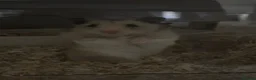 Hamster rodents for sale: Ruphert - Advert 4
