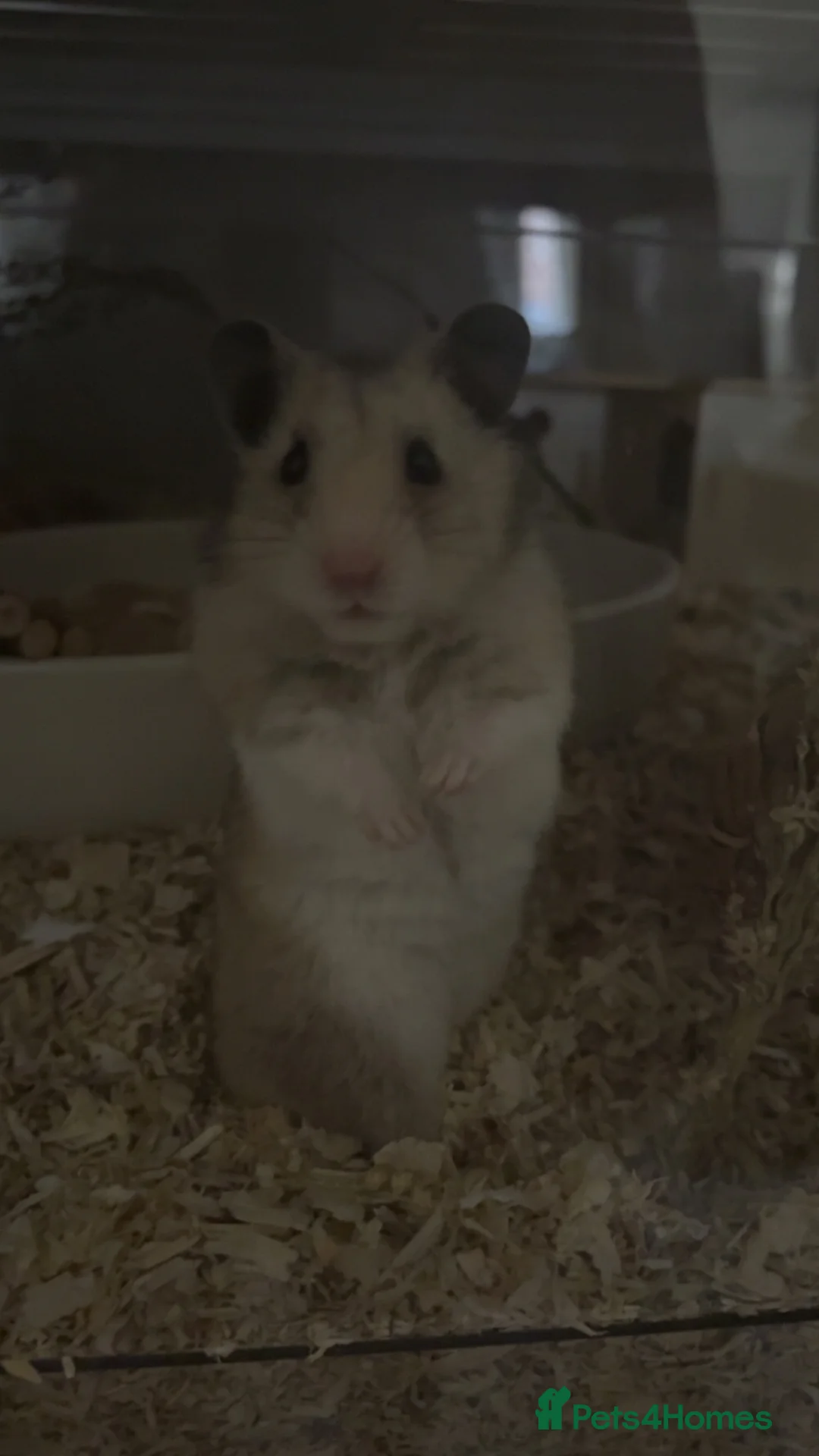 Hamster rodents for sale: Ruphert - Advert 4
