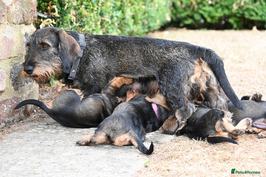 Dachshund dogs for sale: Standard Wire-Haired Dachshund Puppies  - Image 9