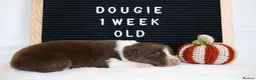 Australian Shepherd dogs for sale: KC registered Australian shepherd  - Advert 19