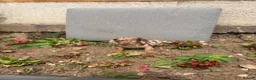 Dachshund dogs for sale: dashound’s puppies  - Advert 16