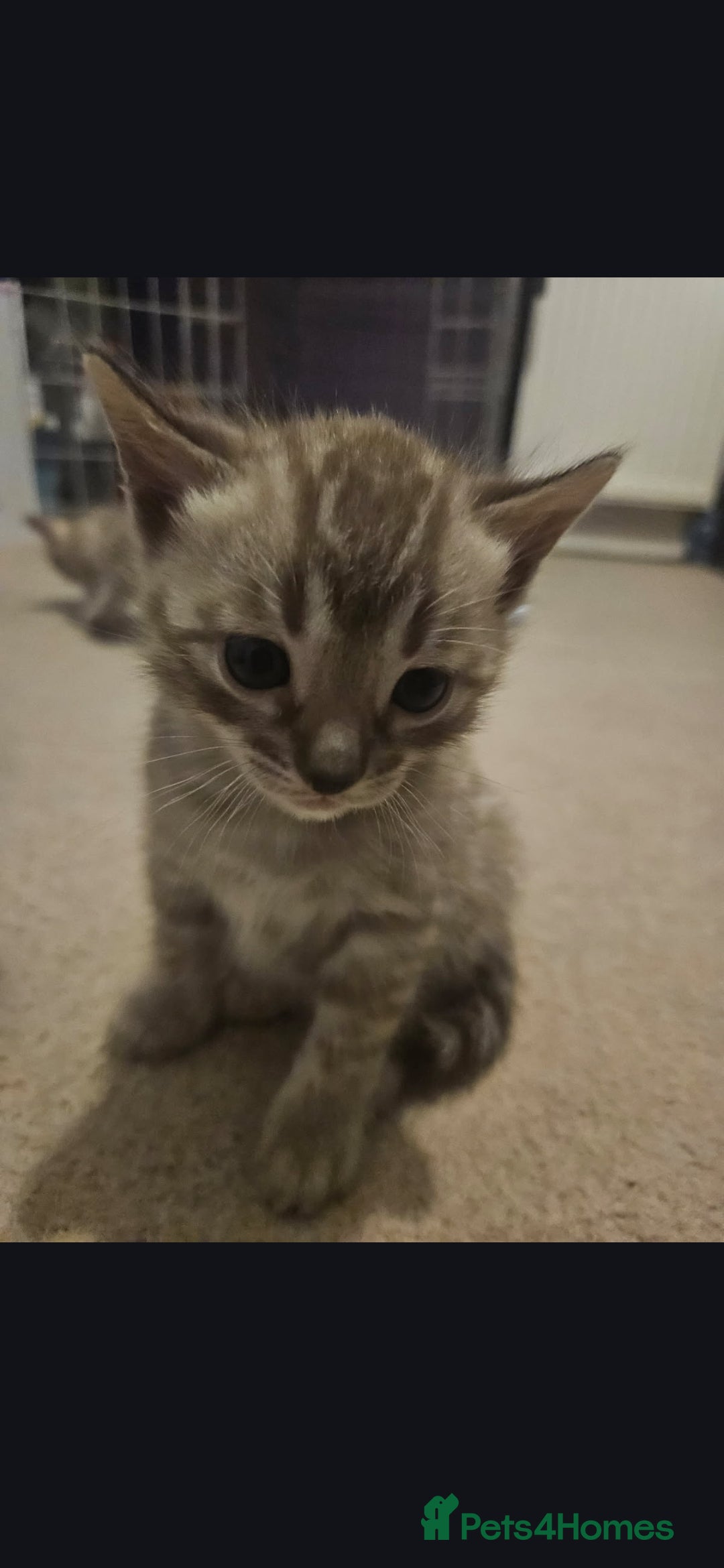 Bengal cats for sale: Bengal kittens - Advert 12