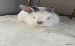Lionhead rabbits for sale: Lionhead and double lion head  - Image 5