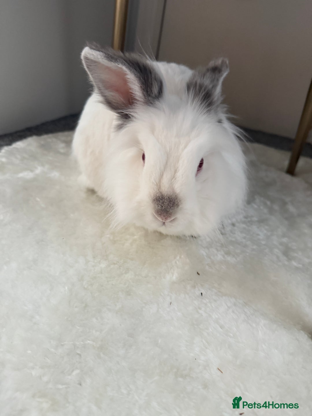 Lionhead rabbits for sale: Lionhead and double lion head  - Image 5