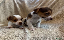 Jack Russell dogs for sale: Stunning Minature Jack Russell - Image 8