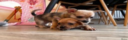 Chorkie dogs for sale: 2 male chorkie puppies for sale - Advert 6