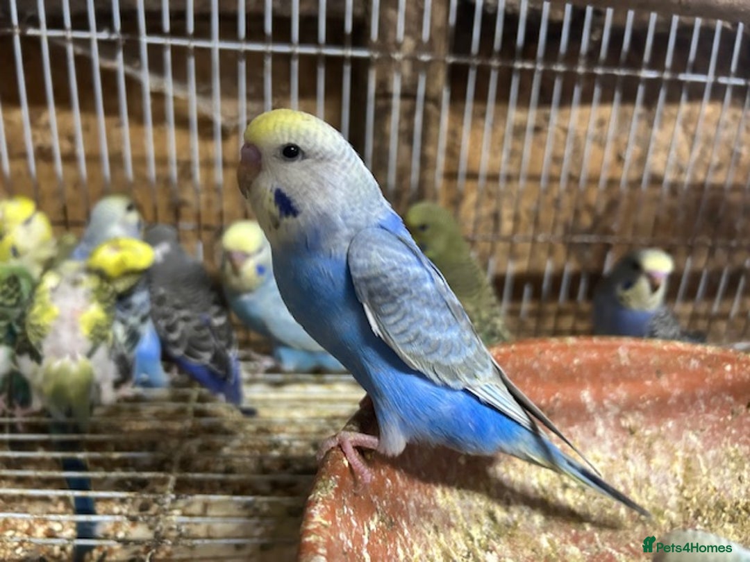 Budgerigars birds for sale: BUDGIES FOR SALE, all in good health - Image 5
