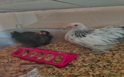 Chickens poultry for sale: 2 pekin pullets - Image 1