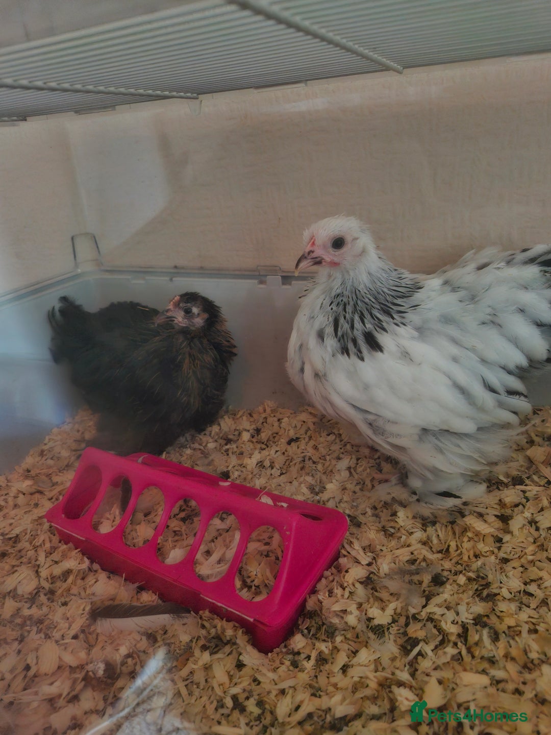 Chickens poultry for sale: 2 pekin pullets - Image 1