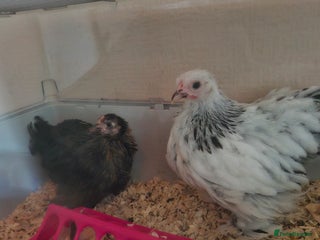Chickens poultry - Advert 29