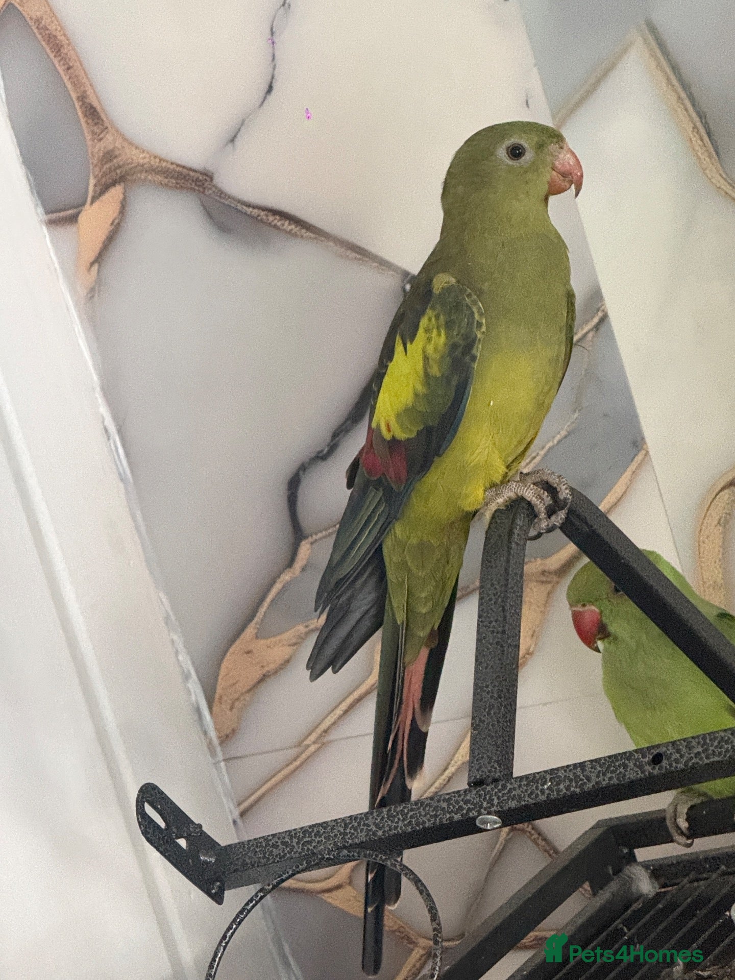 Parrots birds Parrot  - Advert 2