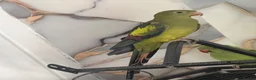 Parrots birds for sale: Parrot  in Birmingham - Advert 1