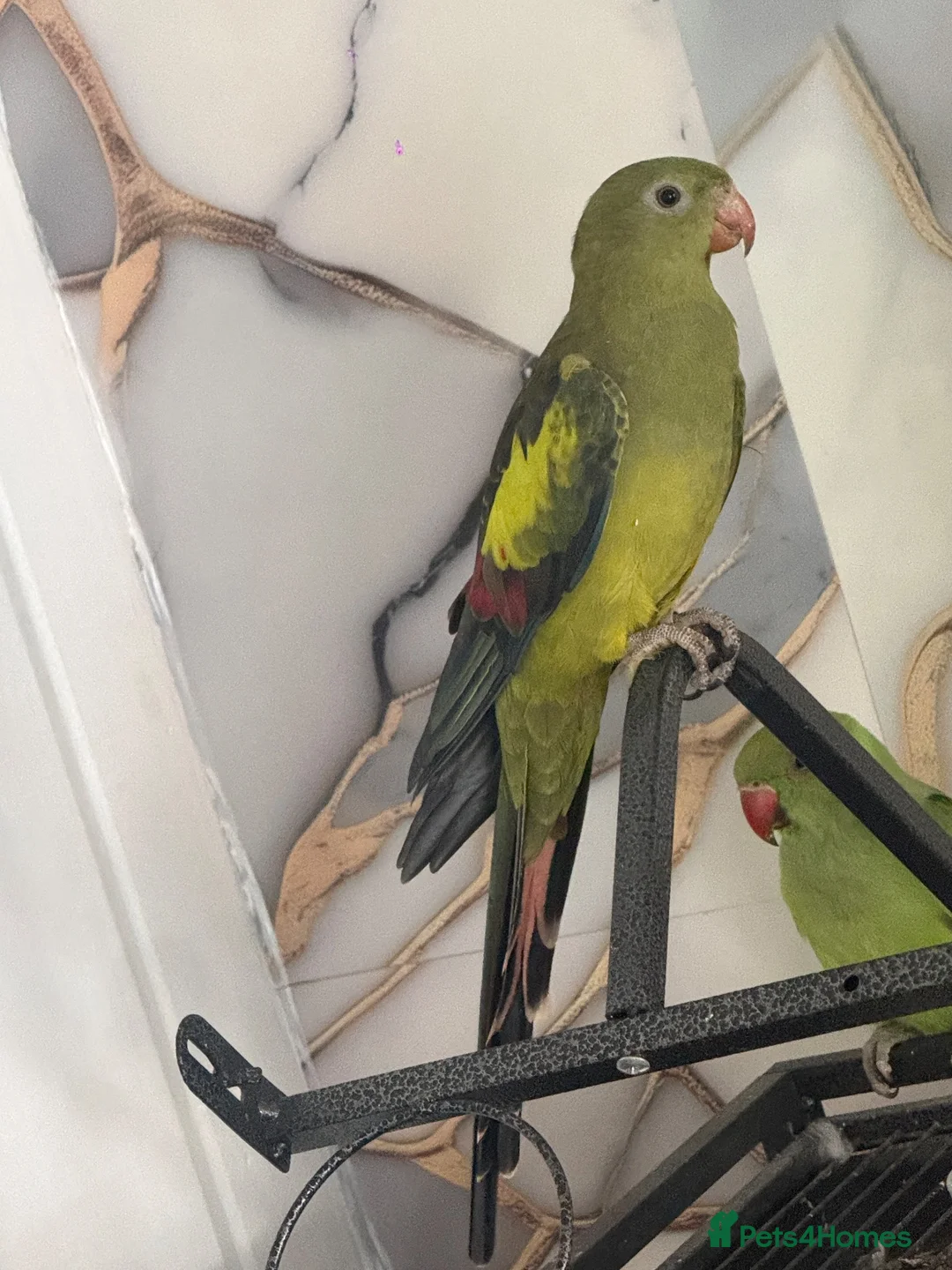 Parrots birds for sale: Parrot  in Birmingham - Advert 1