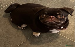 Pug dogs for sale: Tiny pug girl - Advert 2