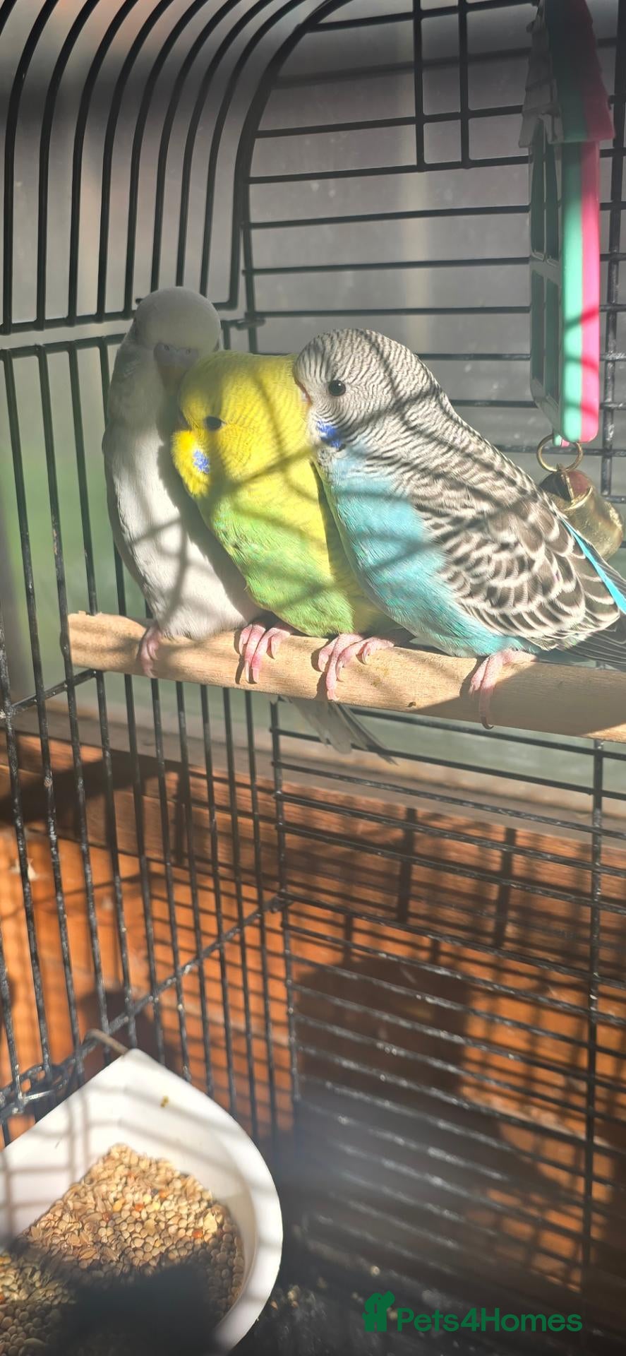 Budgerigars birds for sale: Gorgeous Baby Budgies - Advert 2