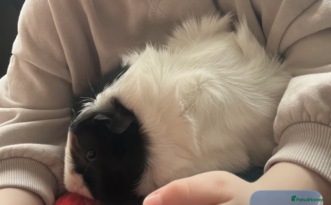 Guinea Pig rodents for sale: Guinea pigs - Advert 2