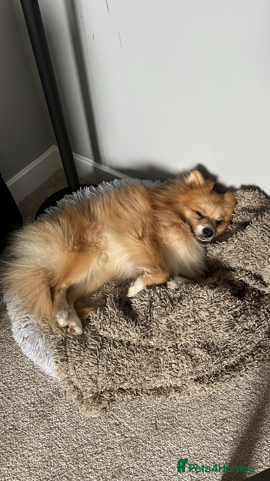 Pomeranian dogs for stud: KC POM STUD - Advert 2