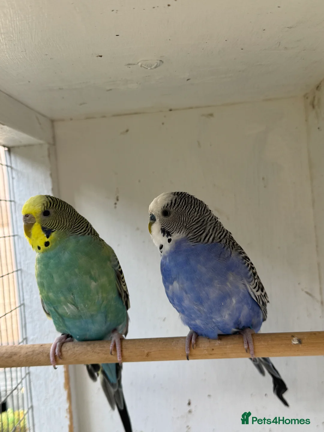 Budgerigars birds for sale: Beautiful 🤩 pair of budgies  - Advert 6