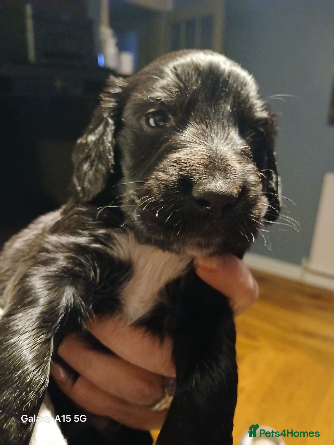 Cocker Spaniel dogs for sale:  Cocker spaniel puppies  - Image 7