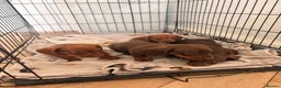 Miniature Dachshund dogs for sale: 3 miniature dachshund puppies - Advert 4