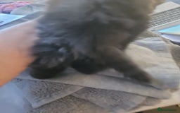 Ragdoll cats for sale: 1/2 Ragdoll 1/2 british Blue MIx Kittens - Image 10