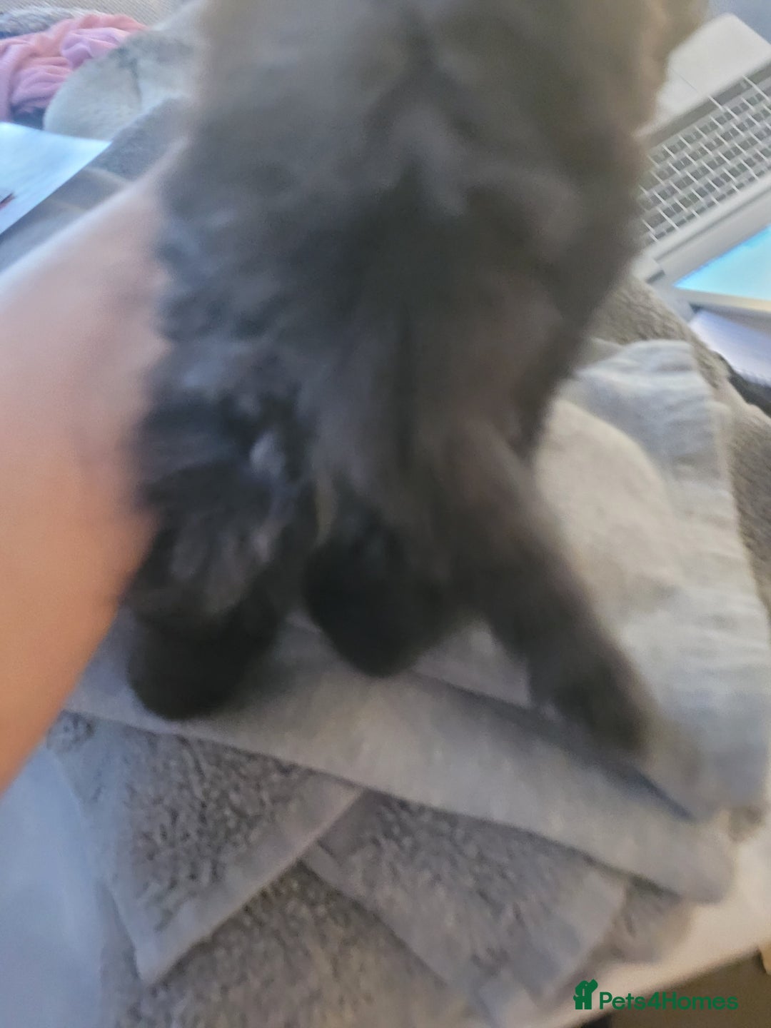 Ragdoll cats for sale: 1/2 Ragdoll 1/2 british Blue MIx Kittens - Image 10