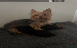Yorkshire Terrier dogs for sale: Yorkshire terrier boys 🐶 - Advert 11