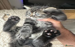 Persian cats for sale: 🐾 Pedigree Himalayan Persian Kittens 🐾 - Image 2