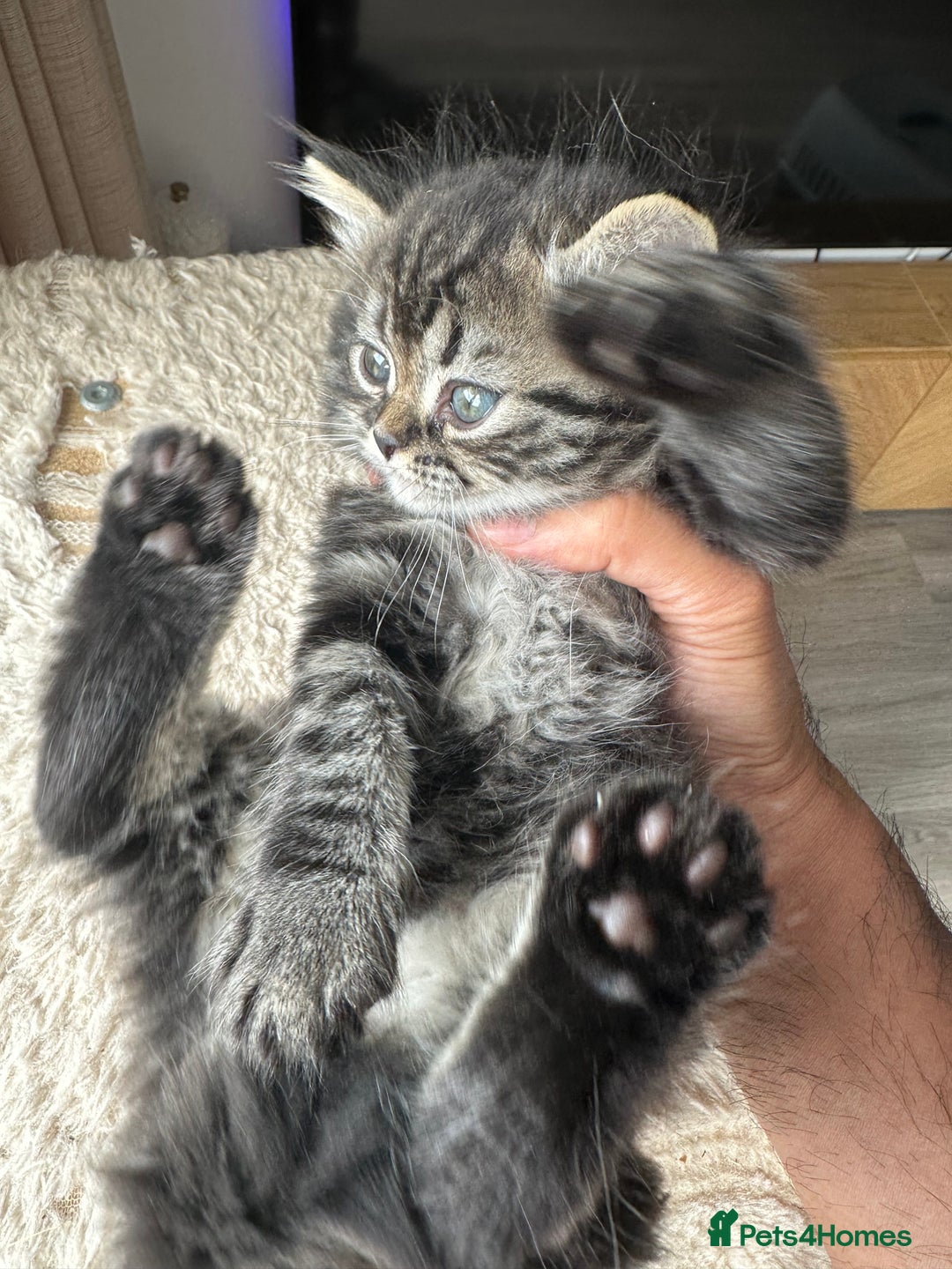 Persian cats for sale: 🐾 Pedigree Himalayan Persian Kittens 🐾 - Image 2