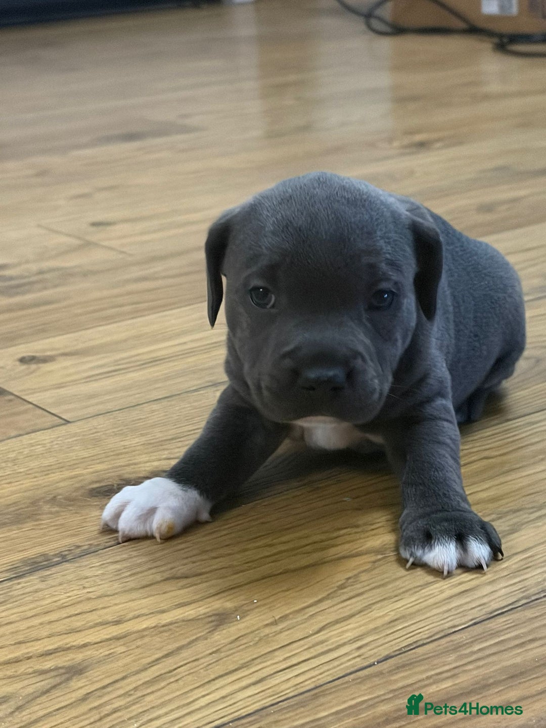 Staffordshire Bull Terrier dogs for sale: Blue Staffordshire bull Terrier pups  - Advert 17