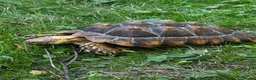 Tortoise reptiles for sale: Tortoise sulcata  in Ashford - Advert 1