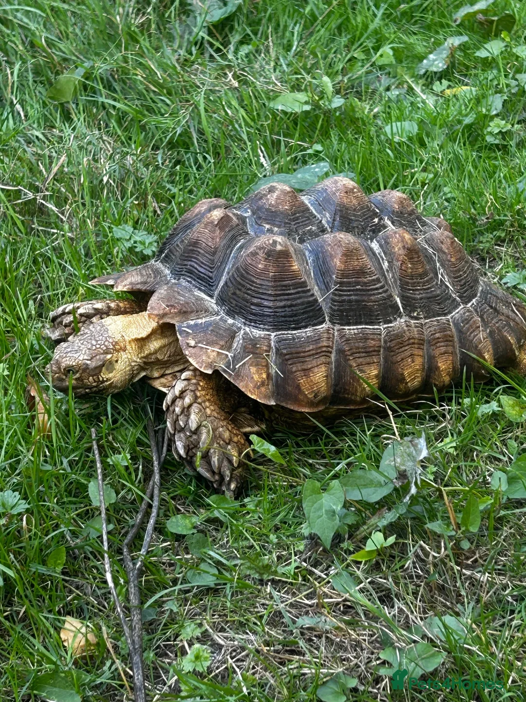 Tortoise reptiles for sale: Tortoise sulcata  in Ashford - Advert 1