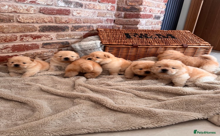 Chow Chow dogs - Advert 4