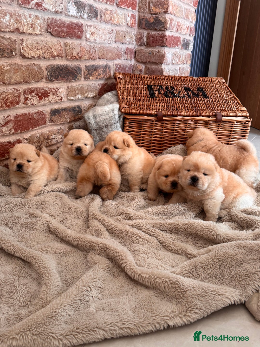 Chow Chow dogs for sale: SHOW QUALITY KC REGISTERED CHOW CHOW PUPPIES - Image 5