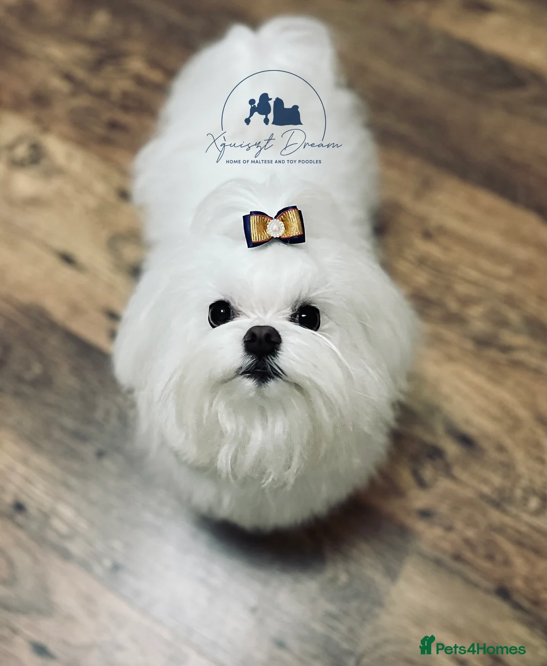 Maltese dogs for stud: OCTAVIUS Korean Maltese KC Registered Proven Stud in Halesowen - Advert 9